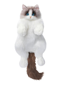 Ragdoll