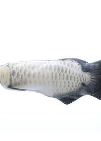Silver arowana