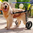 Dog Training Pads & Diapers